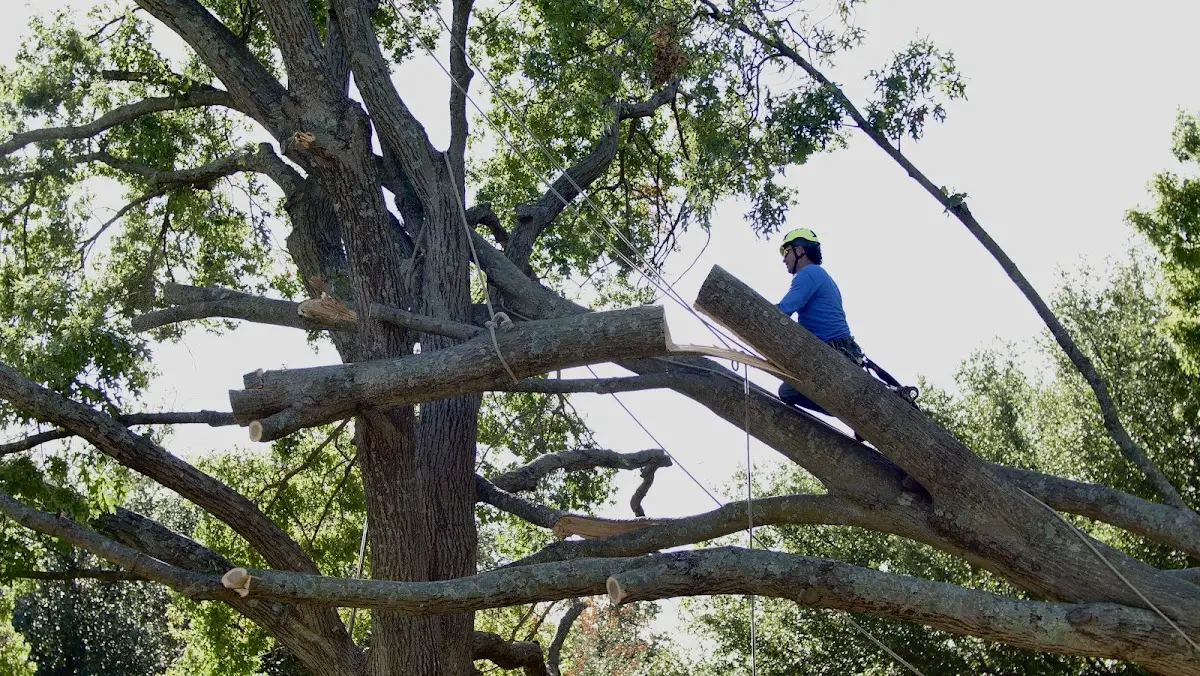 Professional Hazardous Tree Removal performed by certified arborists in Cicero